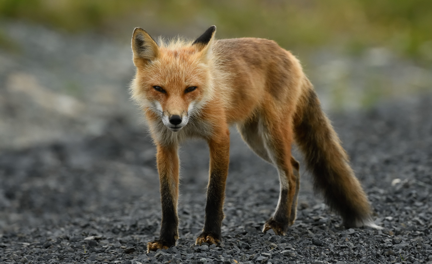 Vulpes vulpes deletrix [400 mm, 1/500 Sek. bei f / 8.0, ISO 1600]